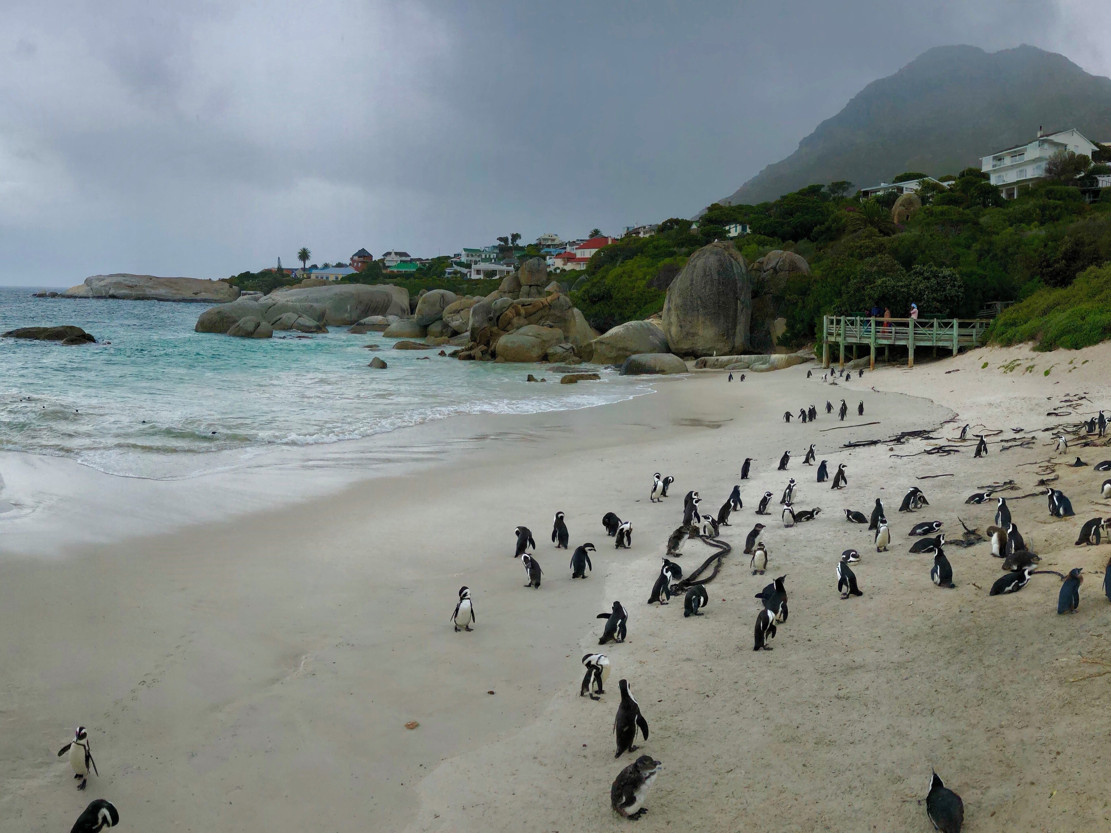 Lovely to see so many beautiful penguins together! Can get very busy though!
