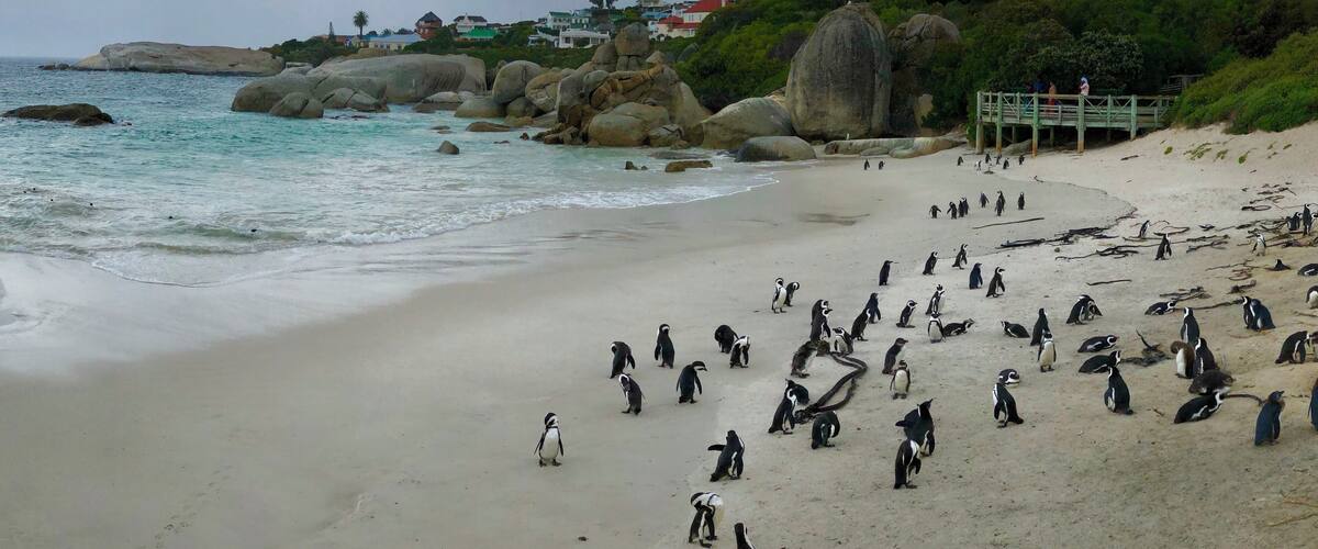 Lovely to see so many beautiful penguins together! Can get very busy though!
