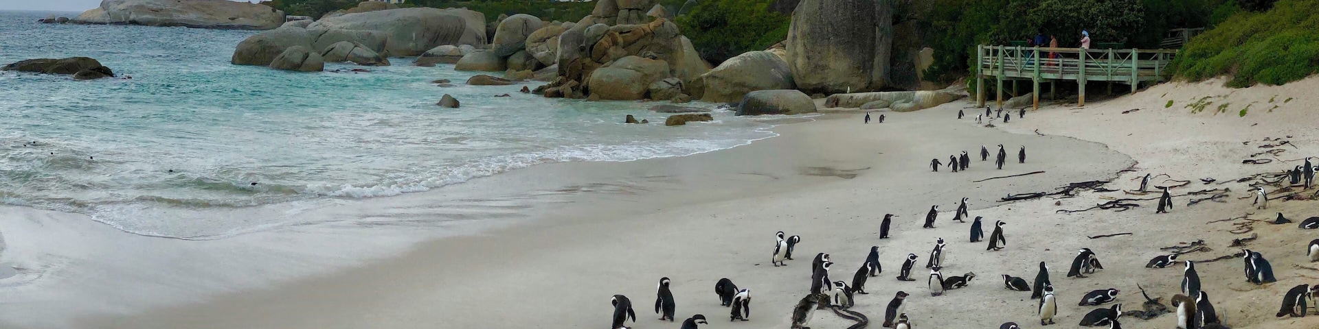 Lovely to see so many beautiful penguins together! Can get very busy though!