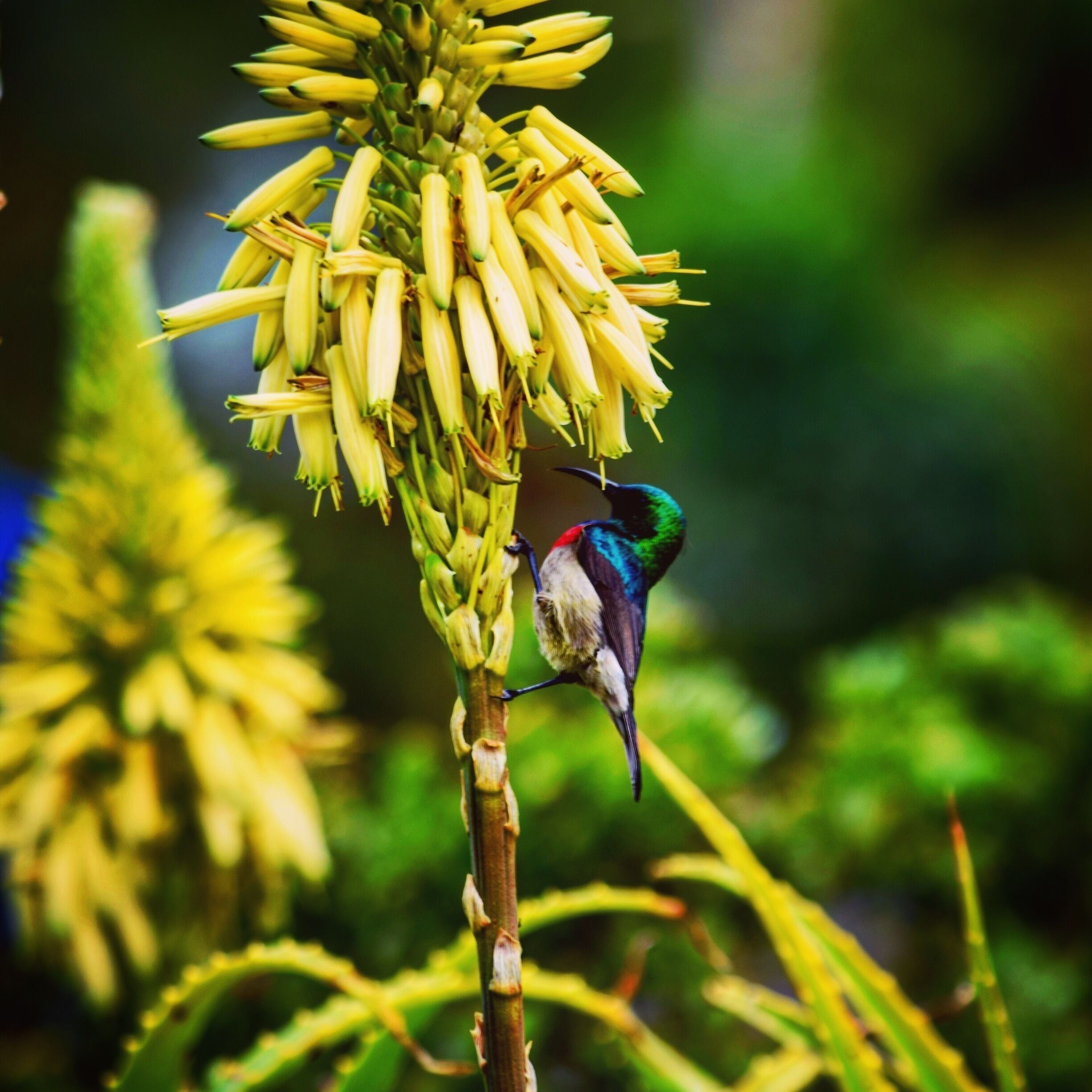 A wonderfully curated botanical garden dramatically set against the backdrop of Table Mountain. The garden showcases South Africa's unique flora and is home to many birds and small mammals. Highlights include the fynbos and proteas gardens and the canopy walk. Access to the Skeleton Gorge hike and other Table Mountain trails can be found in the back of the garden. #hiking #nature #garden 