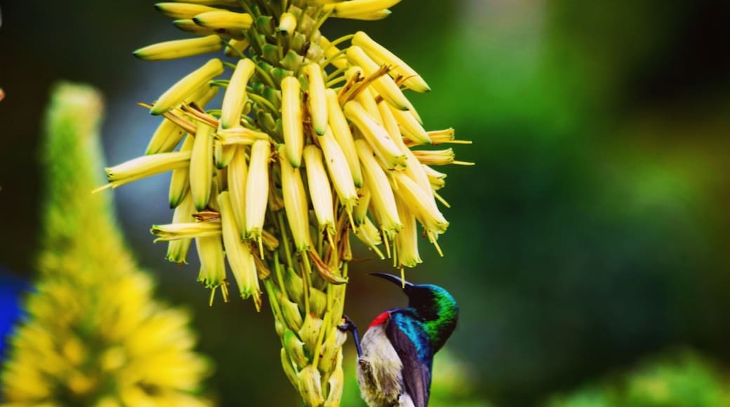 A wonderfully curated botanical garden dramatically set against the backdrop of Table Mountain. The garden showcases South Africa's unique flora and is home to many birds and small mammals. Highlights include the fynbos and proteas gardens and the canopy walk. Access to the Skeleton Gorge hike and other Table Mountain trails can be found in the back of the garden. #hiking #nature #garden