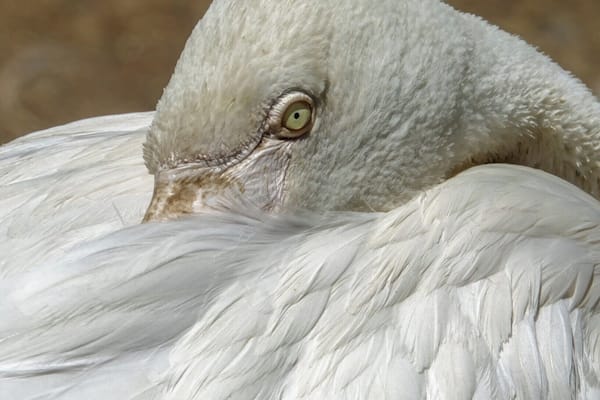 A close-up of a white bird with a textured head and a long neck.
