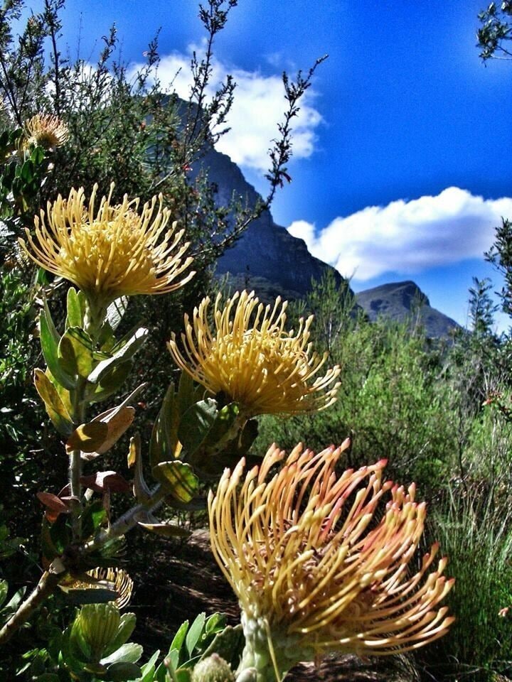 Yellow flowers, green foliage, and a mountainous landscape under a blue sky.
