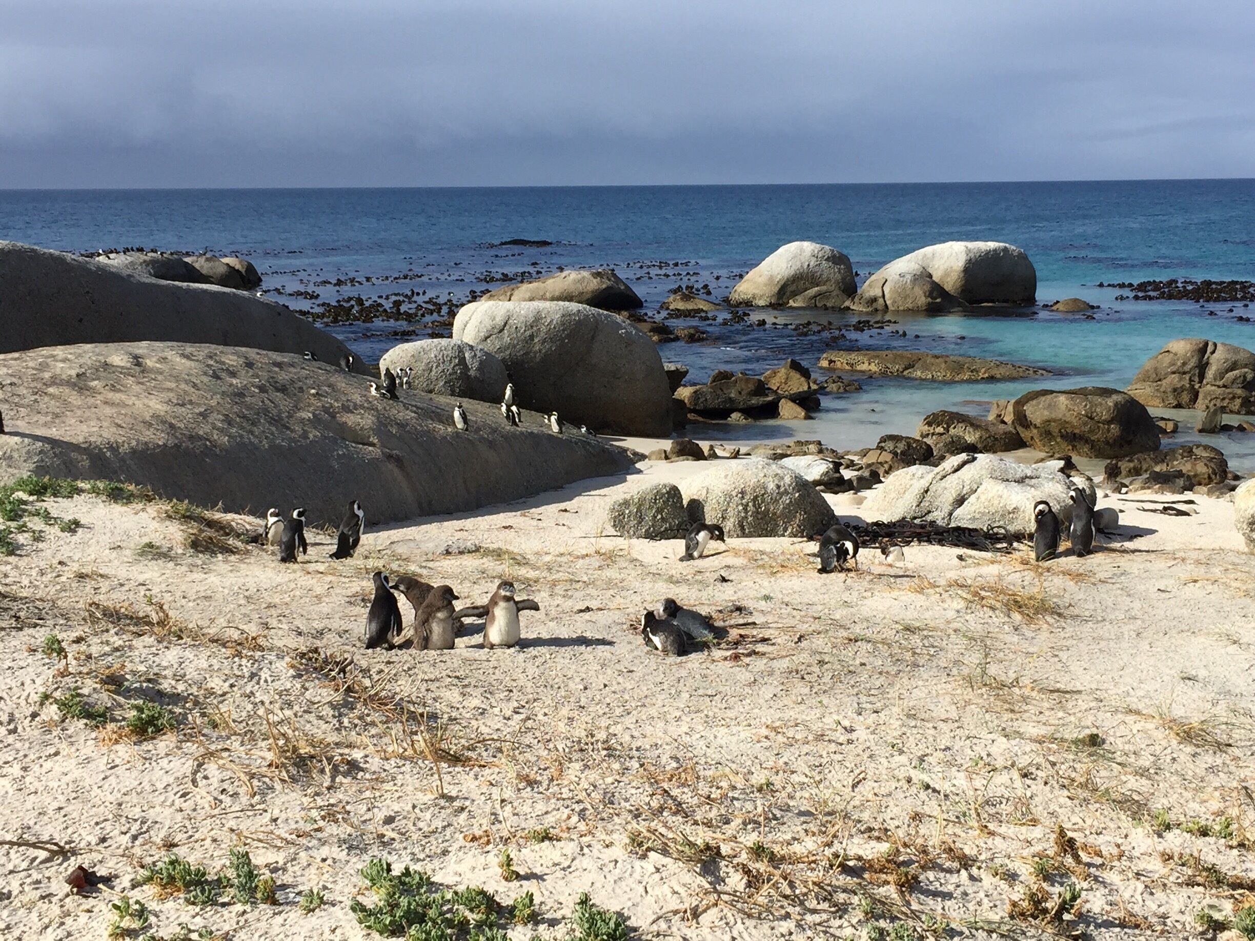 On our way to the Cape of Good Hope we stopped at Boulders Beach. The amount of people trying to take pictures of the Penguins on the tiny boardwalk is ridiculous, but turn right immediately coming through the visitors center and it will take you on another boardwalk around the other side of the colony.  We were the only ones there!