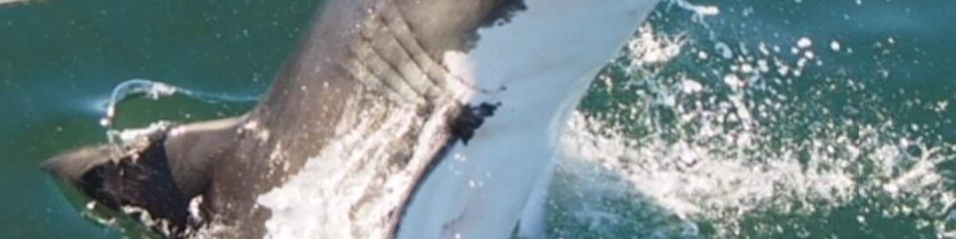 Un requin bondissant hors de l’eau avec une ligne de pêche dans la gueule.