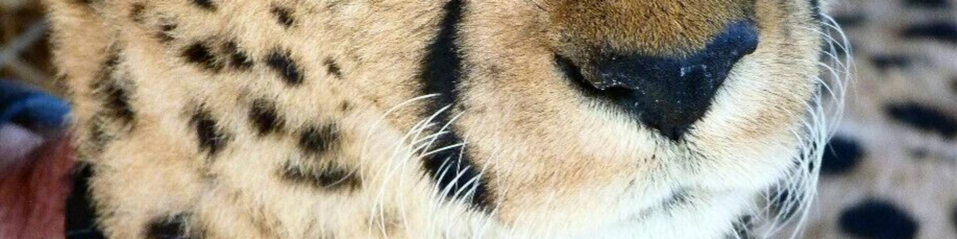 Did you know that, unlike many of the big cats, cheetahs purr? You can get up close and hear this one rumble at the Cheetah Outreach Project (part of the Cheetah Conservation Fund) just outside Cape Town. Cheetahs are Africa's most endangered big cat.