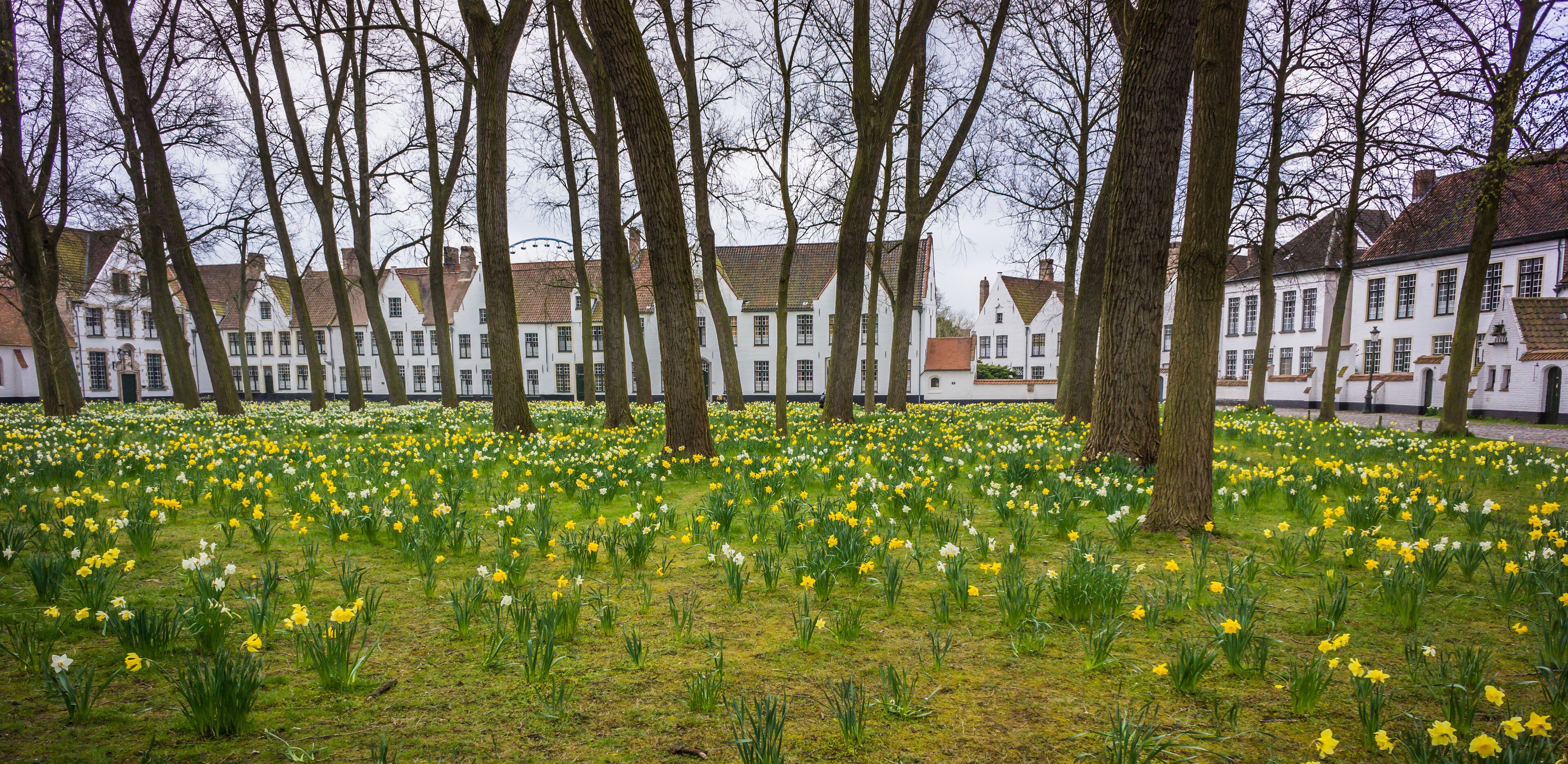 Field of spring daffodils before Beguinage， homes of Roman Catholic nuns