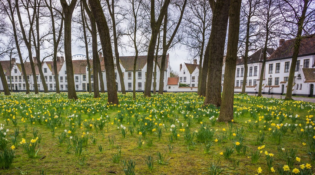 Field of spring daffodils before Beguinage, homes of Roman Catholic nuns