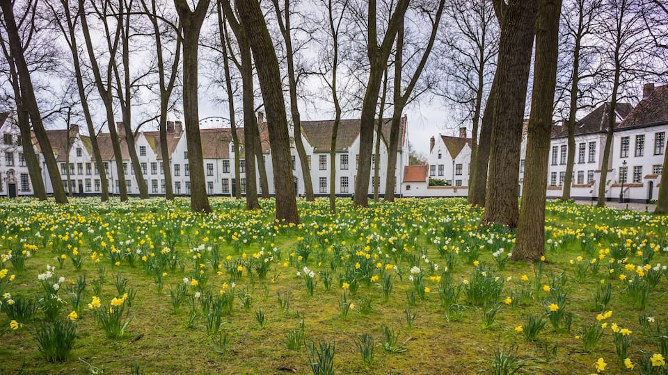 Field of spring daffodils before Beguinage, homes of Roman Catholic nuns