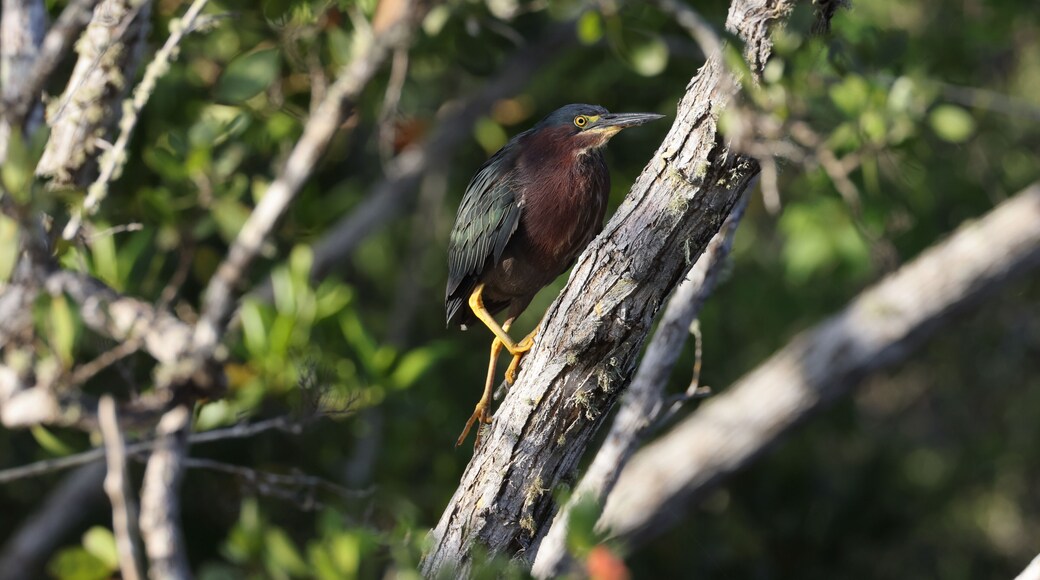 Green Heron- Bailey Tract (Sanibel Island) Florida USA