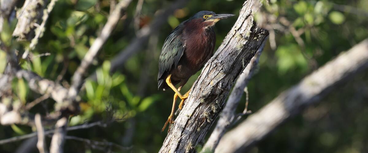 Green Heron- Bailey Tract (Sanibel Island) Florida USA