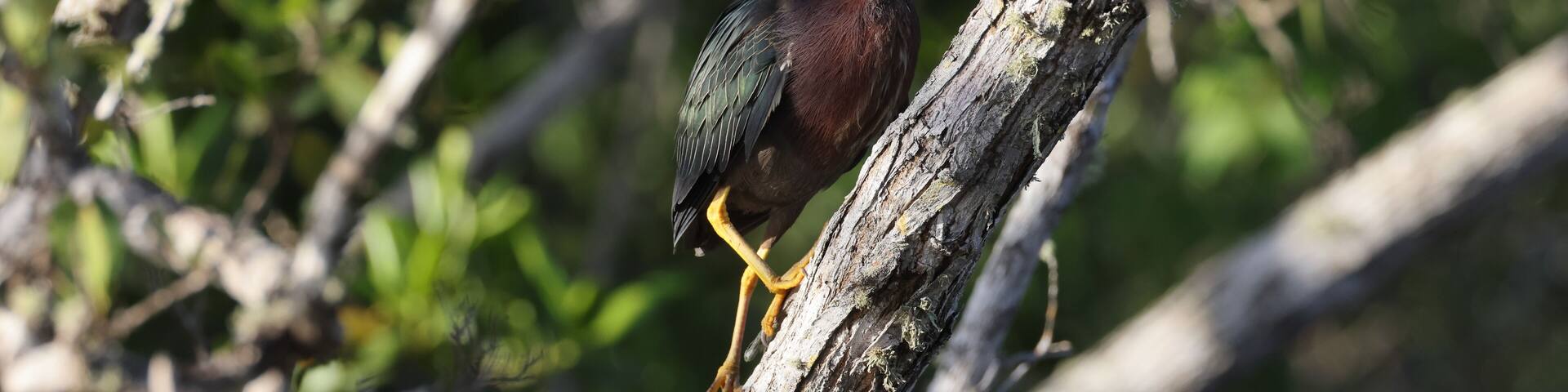 Un pájaro posado en una rama de árbol.