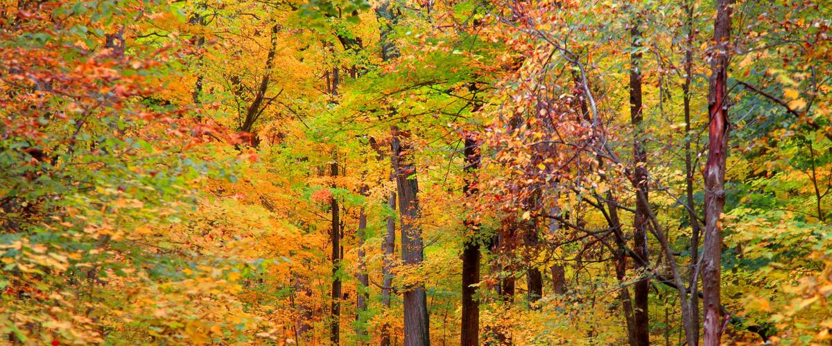 Trail through bright autumn trees