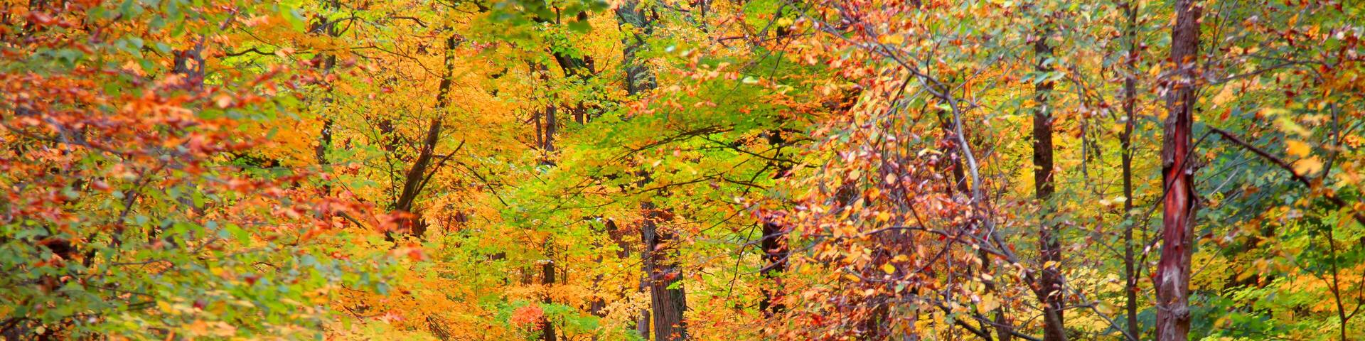 Trail through bright autumn trees