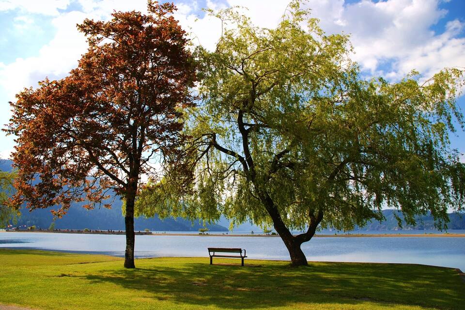 Un parque con un lago, un banco y dos árboles con hojas otoñales.