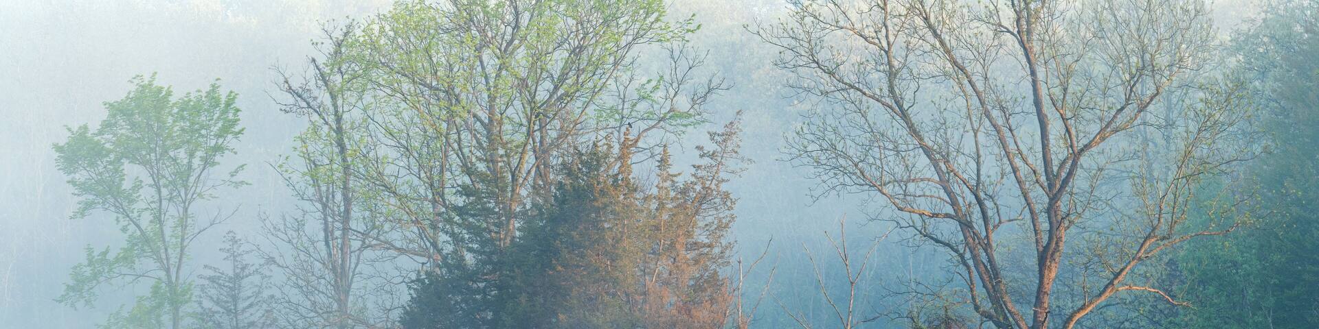 beautiful, beauty, calm, color, colorful, dawn, deep, environment, fog, foggy, foliage, forest, green, horizontal, lake, landscape, michigan, mirror, natural, nature, outdoors, park, peaceful, scene,