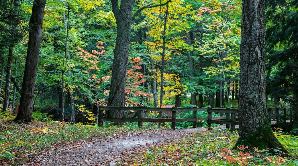 Công viên Woodland