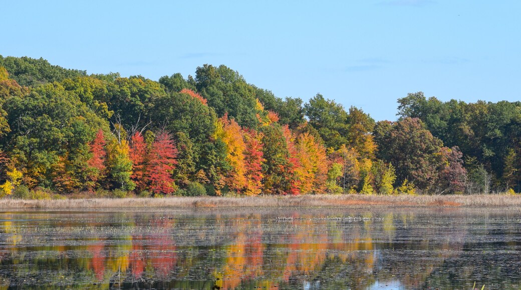 Beautiful view of autumn trees by the lake in Waterloo Park, Ann Arbor, Michigan, USA. Reflection of colorful leaves in lake water under blue sky.