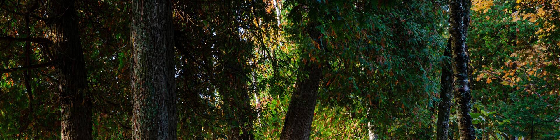 A forest path surrounded by tall trees with sunlight filtering through the leaves.