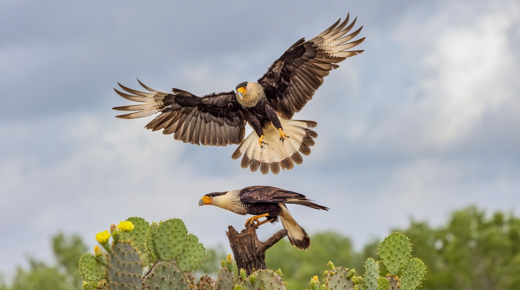 Crested caracara in flight, Rio Grande Valley, Texas