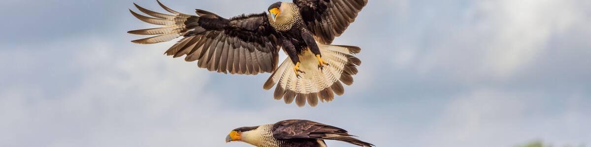 Crested caracara in flight, Rio Grande Valley, Texas