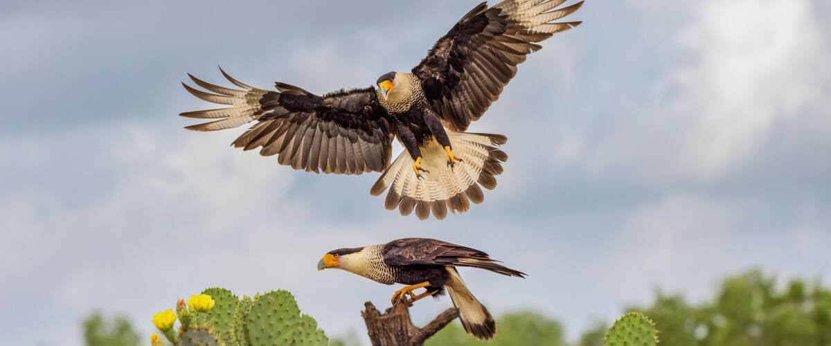 Crested caracara in flight, Rio Grande Valley, Texas