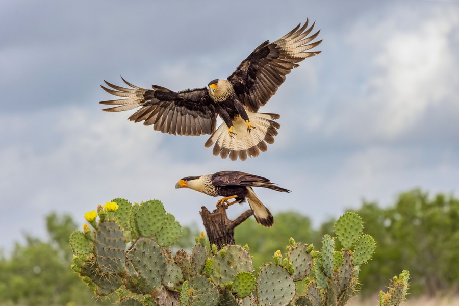 Crested caracara in flight, Rio Grande Valley, Texas