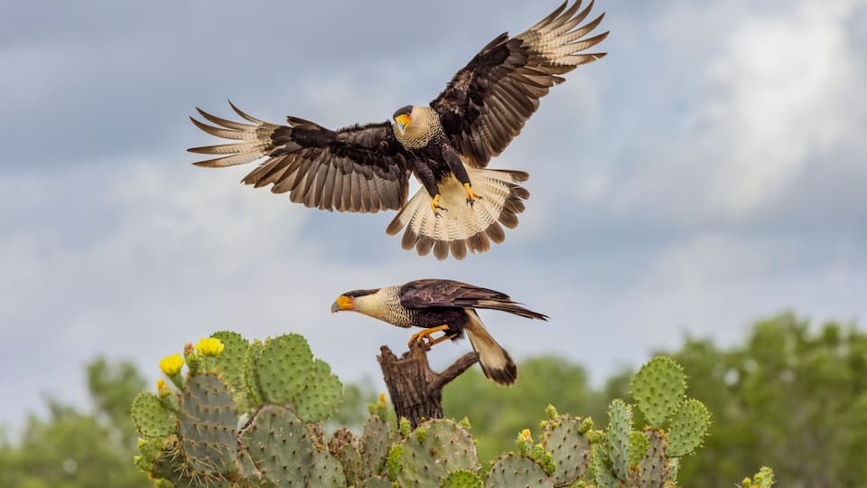 A bird of prey flying over a cactus.