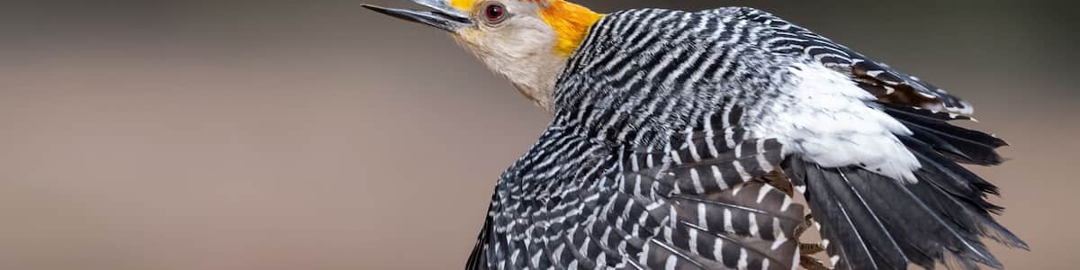A woodpecker in flight with distinctive black and white plumage and a red and yellow head.