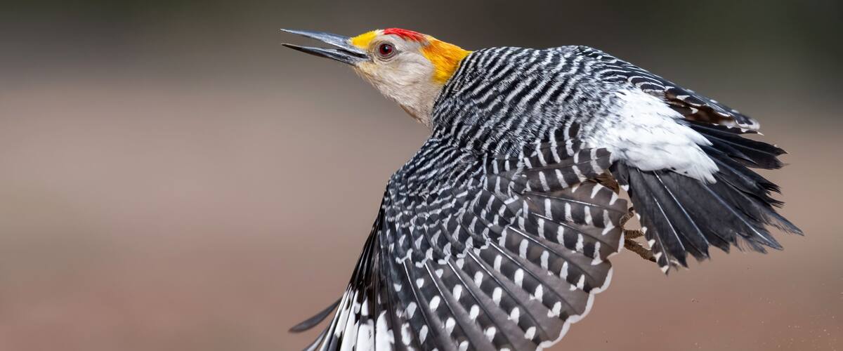 Golden-fronted Woodpecker (Melanerpes aurifrons) in flight in South Texas, Rio Grande Valley, North America, USA
