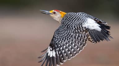 Un pájaro carpintero en vuelo, con plumaje blanco y negro característico y cabeza roja y amarilla.