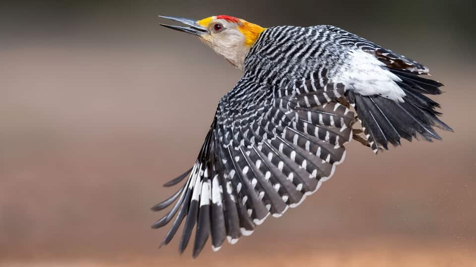 Golden-fronted Woodpecker (Melanerpes aurifrons) in flight in South Texas, Rio Grande Valley, North America, USA