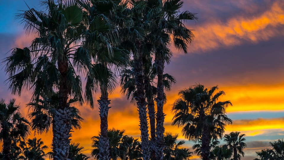 A sunset with palm trees silhouetted against a vibrant sky.