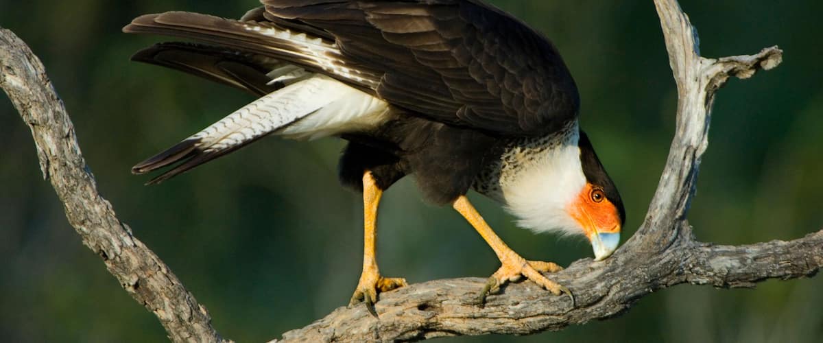 USA, Texas, Rio Grande Valley, Starr County. Crested caracara cleaning bill on tree limb.