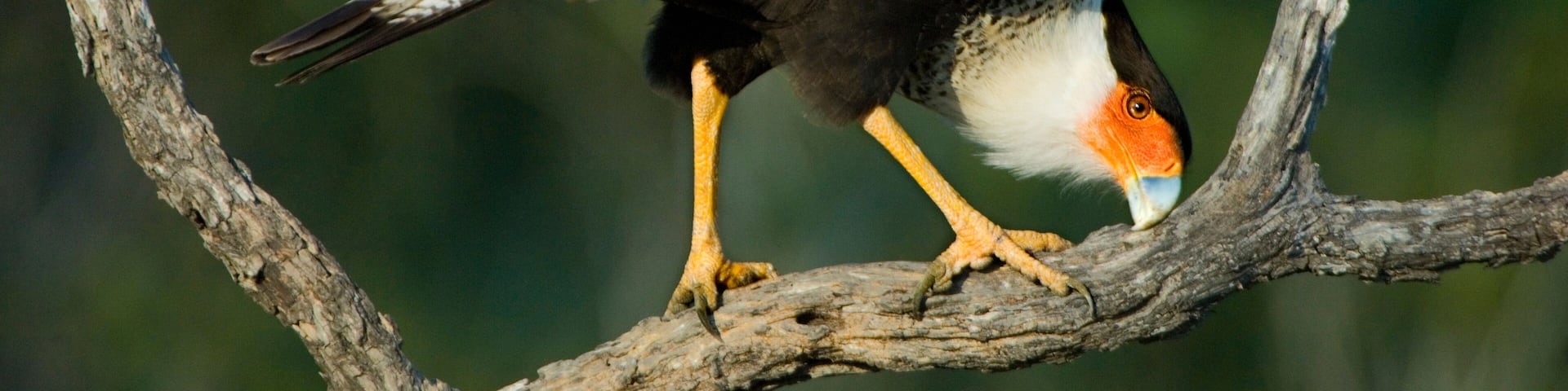 USA, Texas, Rio Grande Valley, Starr County. Crested caracara cleaning bill on tree limb.