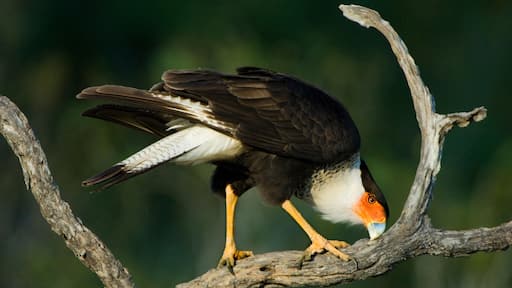 USA, Texas, Rio Grande Valley, Starr County. Crested caracara cleaning bill on tree limb.
