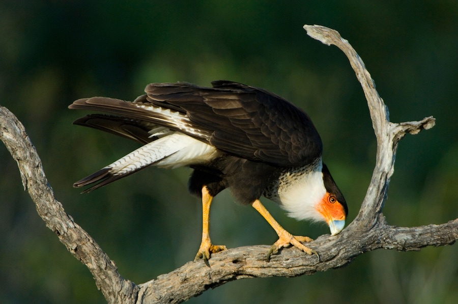 USA, Texas, Rio Grande Valley, Starr County. Crested caracara cleaning bill on tree limb.