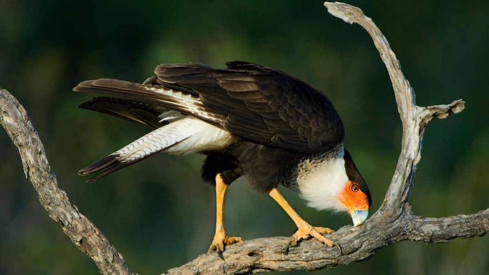 A bird perched on a branch.
