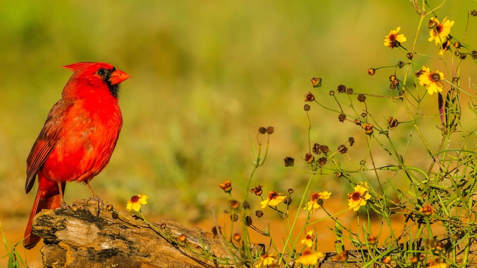 A red cardinal perched on a log surrounded by yellow flowers.