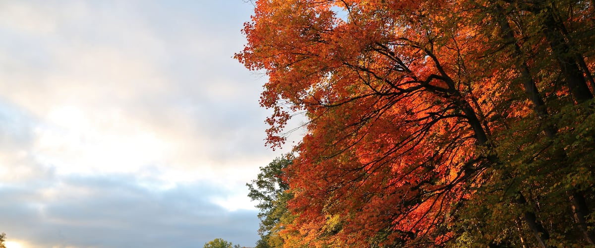 The leaves of a Fall maple tree illuminated by the rising sun, beside the Grand River, in Kitchener, Ontario, Canada.