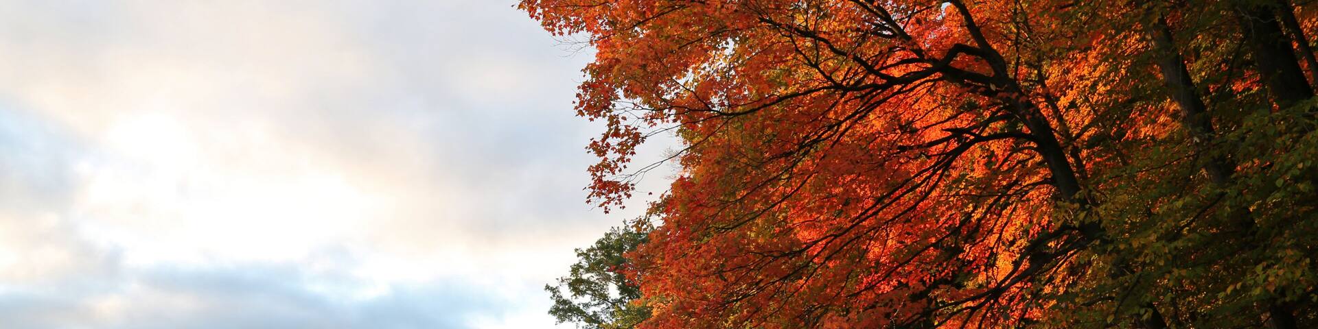 The leaves of a Fall maple tree illuminated by the rising sun, beside the Grand River, in Kitchener, Ontario, Canada.