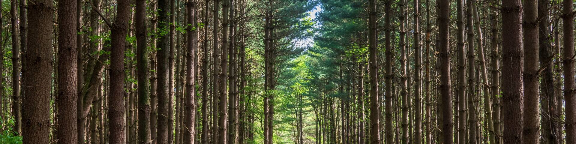 Un sendero en el bosque bordeado por altos árboles.