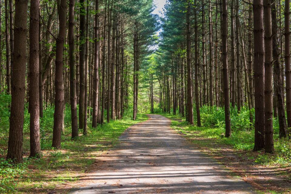 A forest path flanked by tall trees.
