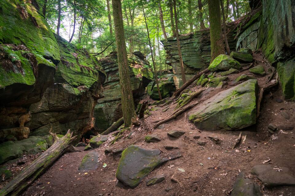 Un área boscosa con un sendero de tierra, rocas grandes y árboles cubiertos de musgo.