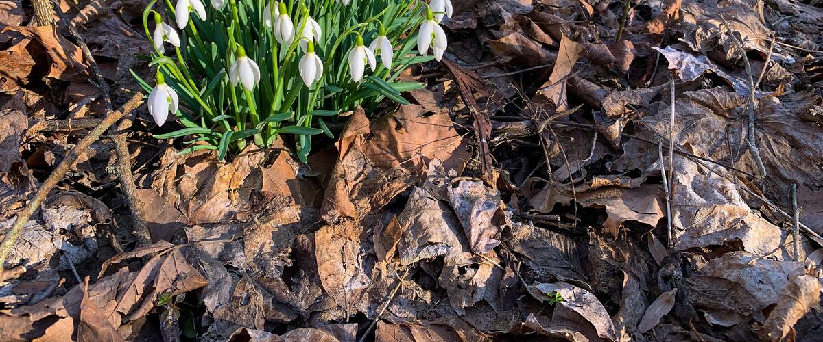 Galanthus Nivalis snowdrop white spring flowers. Milkflowers wildflowers perennial flower. John Bryan State Park Ohio