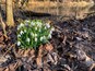 Galanthus Nivalis snowdrop white spring flowers. Milkflowers wildflowers perennial flower. John Bryan State Park Ohio