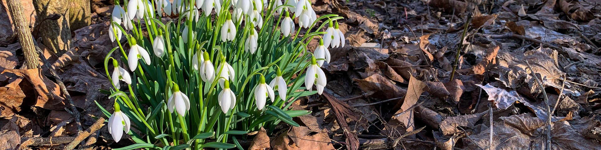 Galanthus Nivalis snowdrop white spring flowers. Milkflowers wildflowers perennial flower. John Bryan State Park Ohio