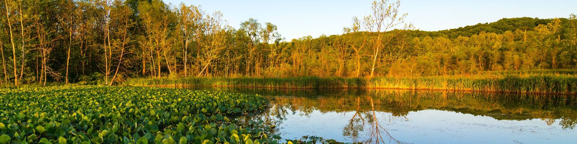 Un lago rodeado de árboles y lirios.