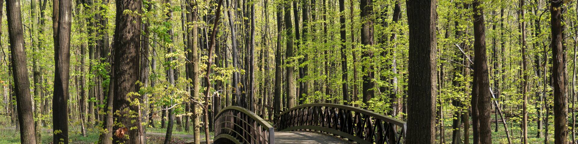 A forested area with a paved path and a wooden bridge.