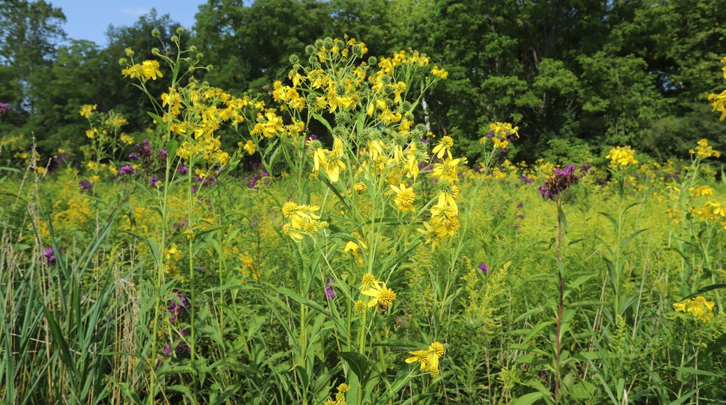 Yellow flowers of the Wingstem (Verbesina alternifolia) in a field during the summer. The species gets its name from raised ridges along the edge of the stem.